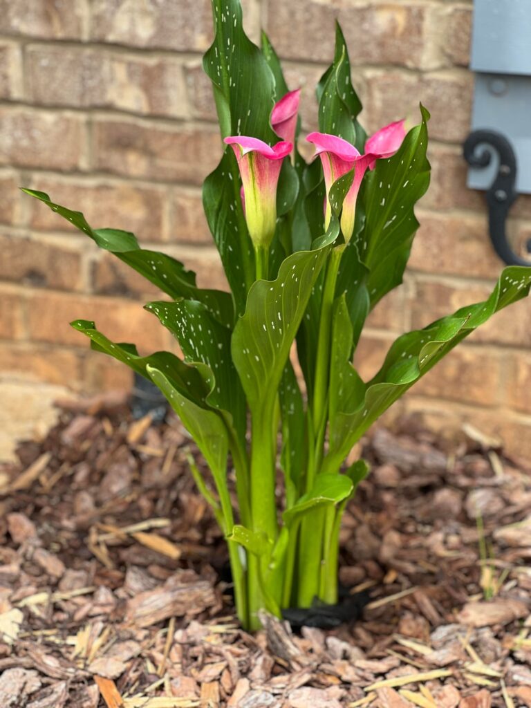 Sharing Cana Lily