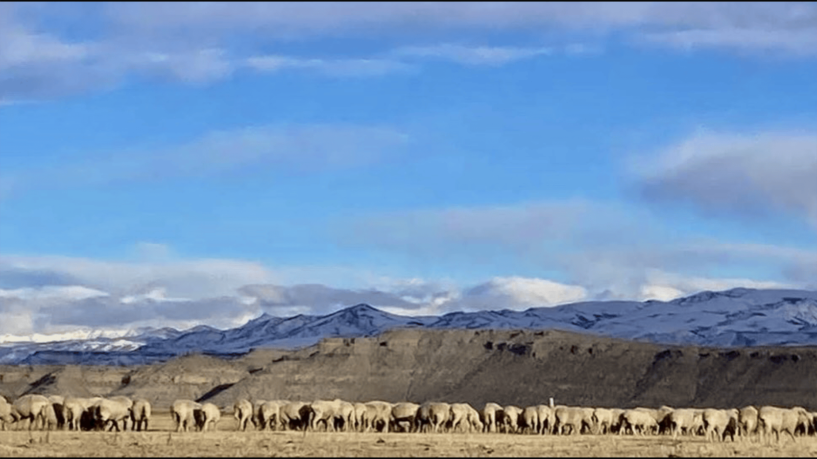 Cottonwood Creek Wool in Crowheart, Wyoming, is a family-based sheep ranch that sells an innovative product — sheep pellets as a soil amendment