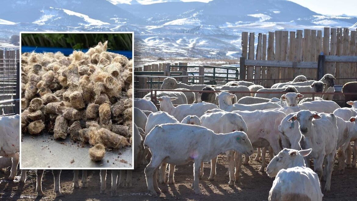 Wyoming Ranchers Turn Their Waste Wool Into Drought-Busting Garden Pellets Wyoming Ranchers Turn Their Waste Wool Into Drought-Busting Garden Pellets