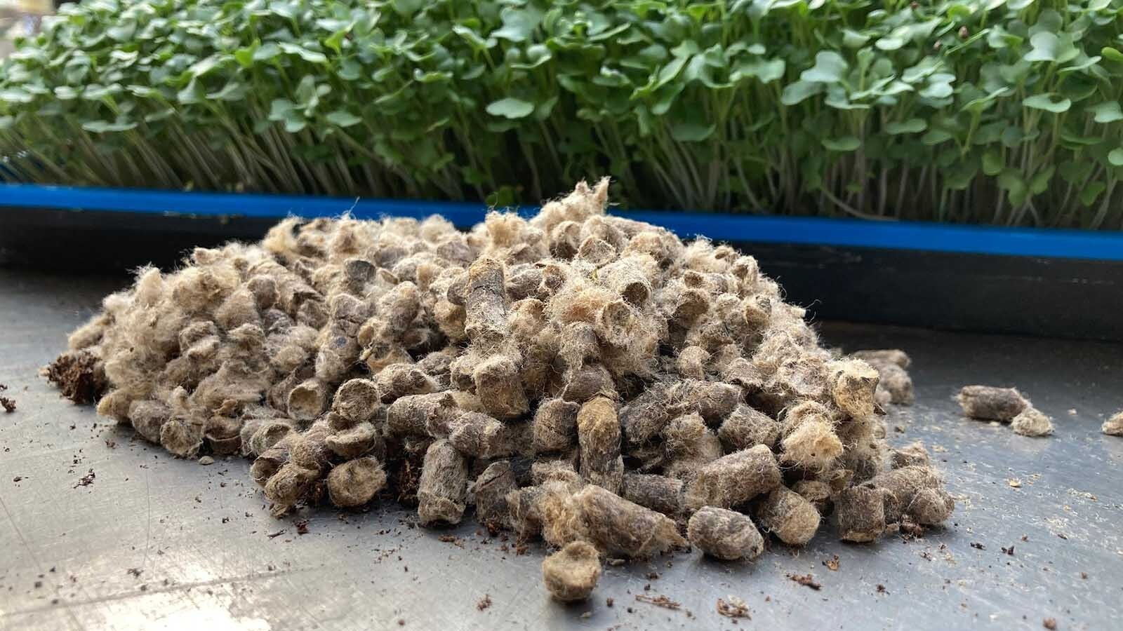 Waste wool has been made into pellets at a family ranch in Crowheart, Wyoming. These pellets are then used as a soil amendment that studies have shown slowly releases nutrients into the soil and helps retain up to 40% more moisture.