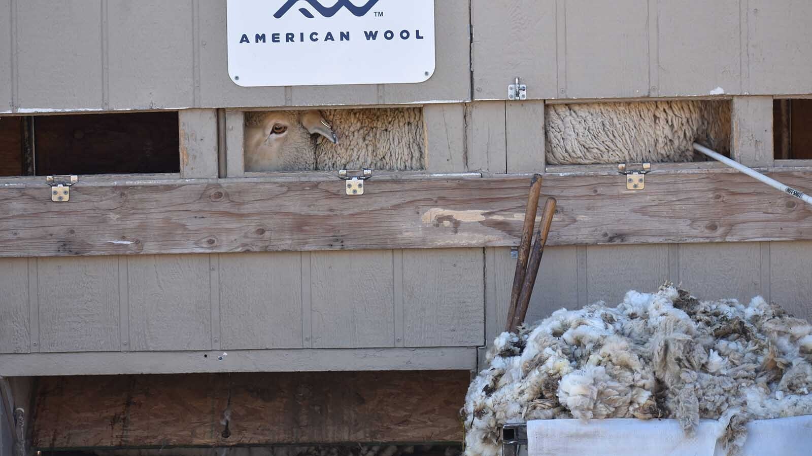Until a few years ago, the Rux family would have to toss their waste wool. Now the wool that they could not clean is being made into pellets and used as a soil amendment that they say will be a valuable tool as Wyoming faces a drought.