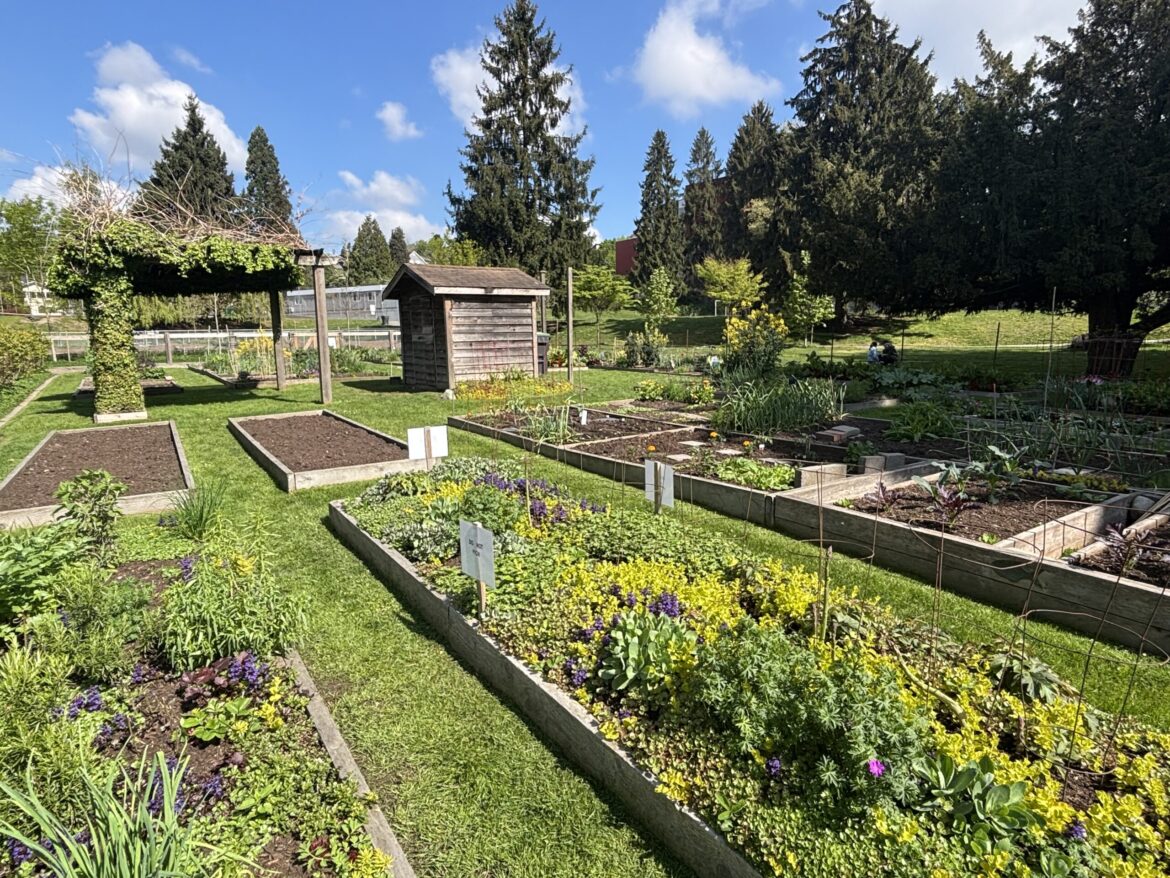 Gardeners want Simcoe Park community garden preserved in New West Gardeners want Simcoe Park community garden preserved in New West