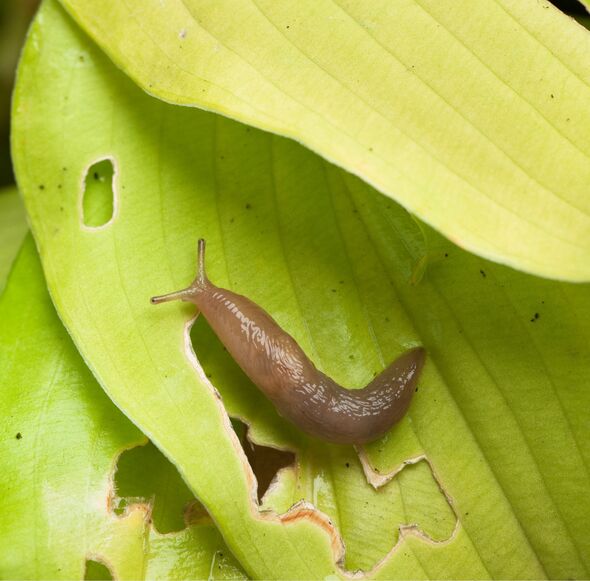 Slug on damaged hosta leaf Slug on damaged hosta leaf