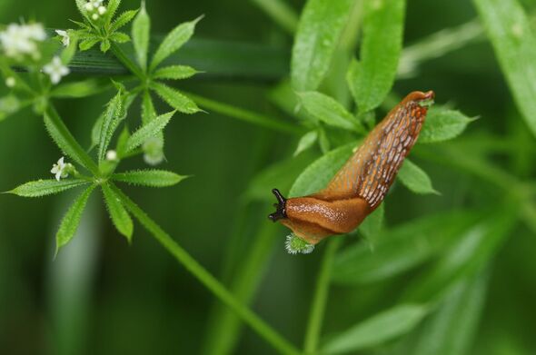 Slug on a leaf Slug on a leaf