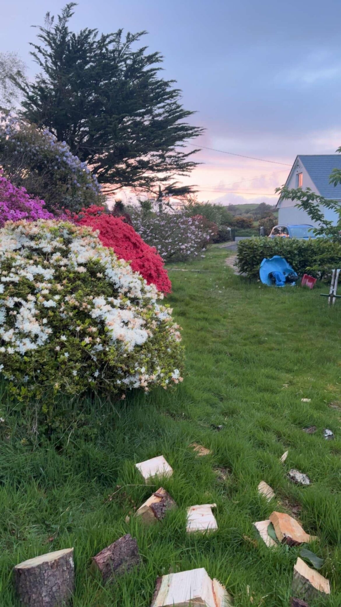 Some Azaleas in flower here in Ireland