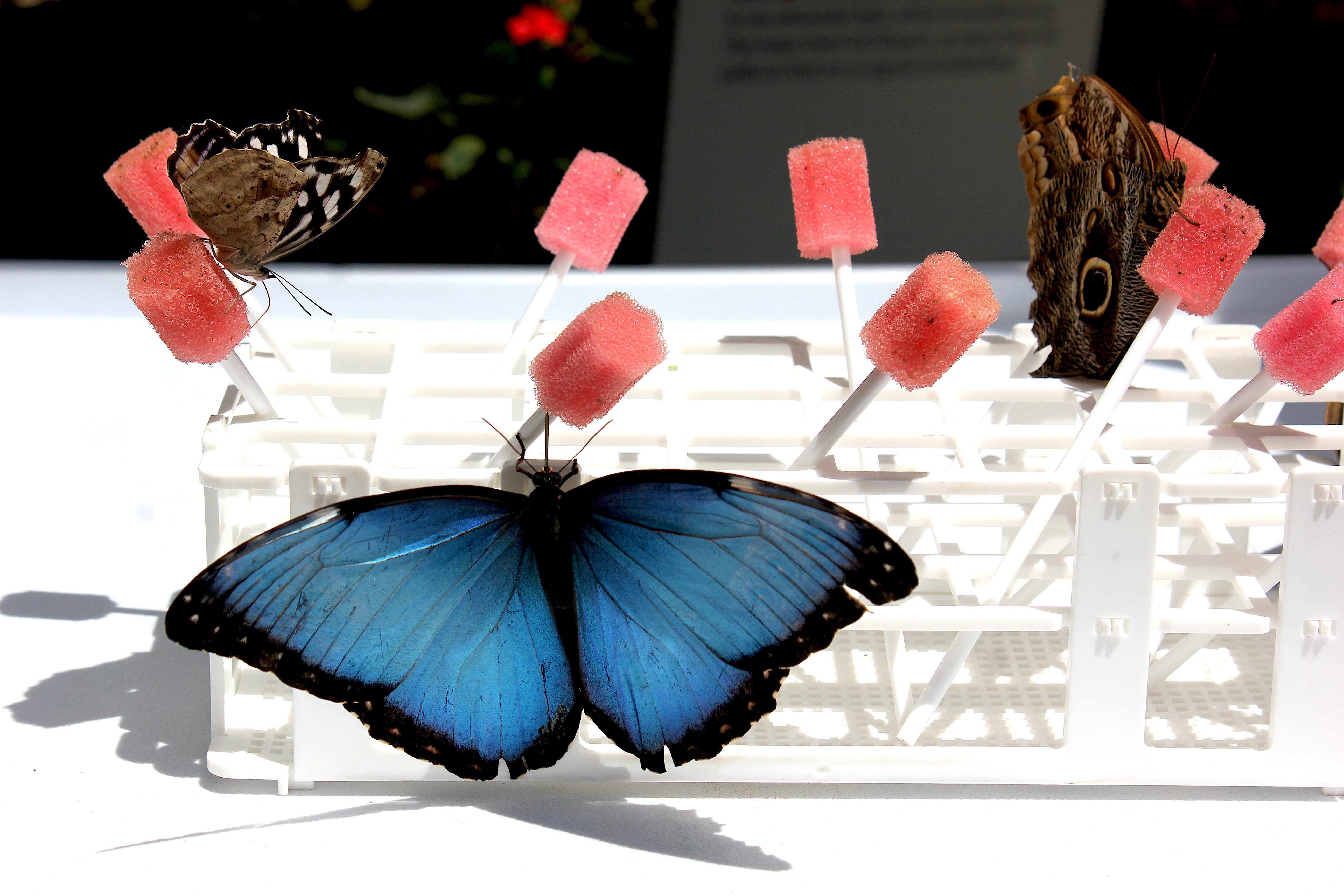 A blue morph butterfly pictured at âSoarâ at the South...