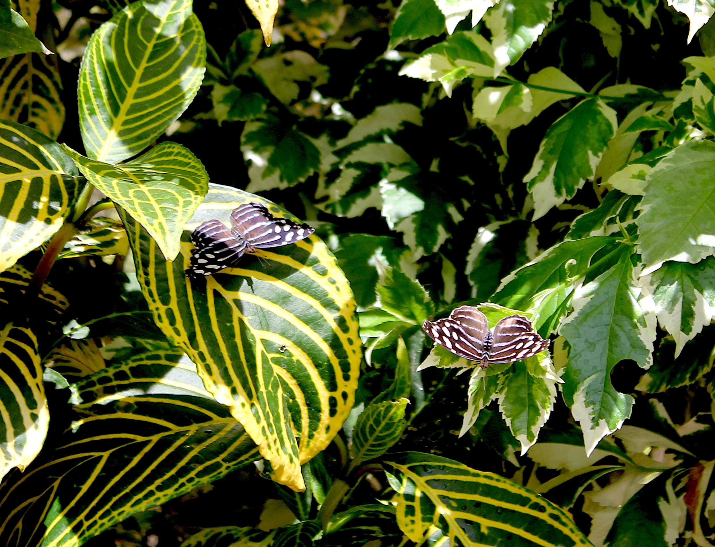 Mexican blue waves butterflies pictured at âSoarâ at the South...