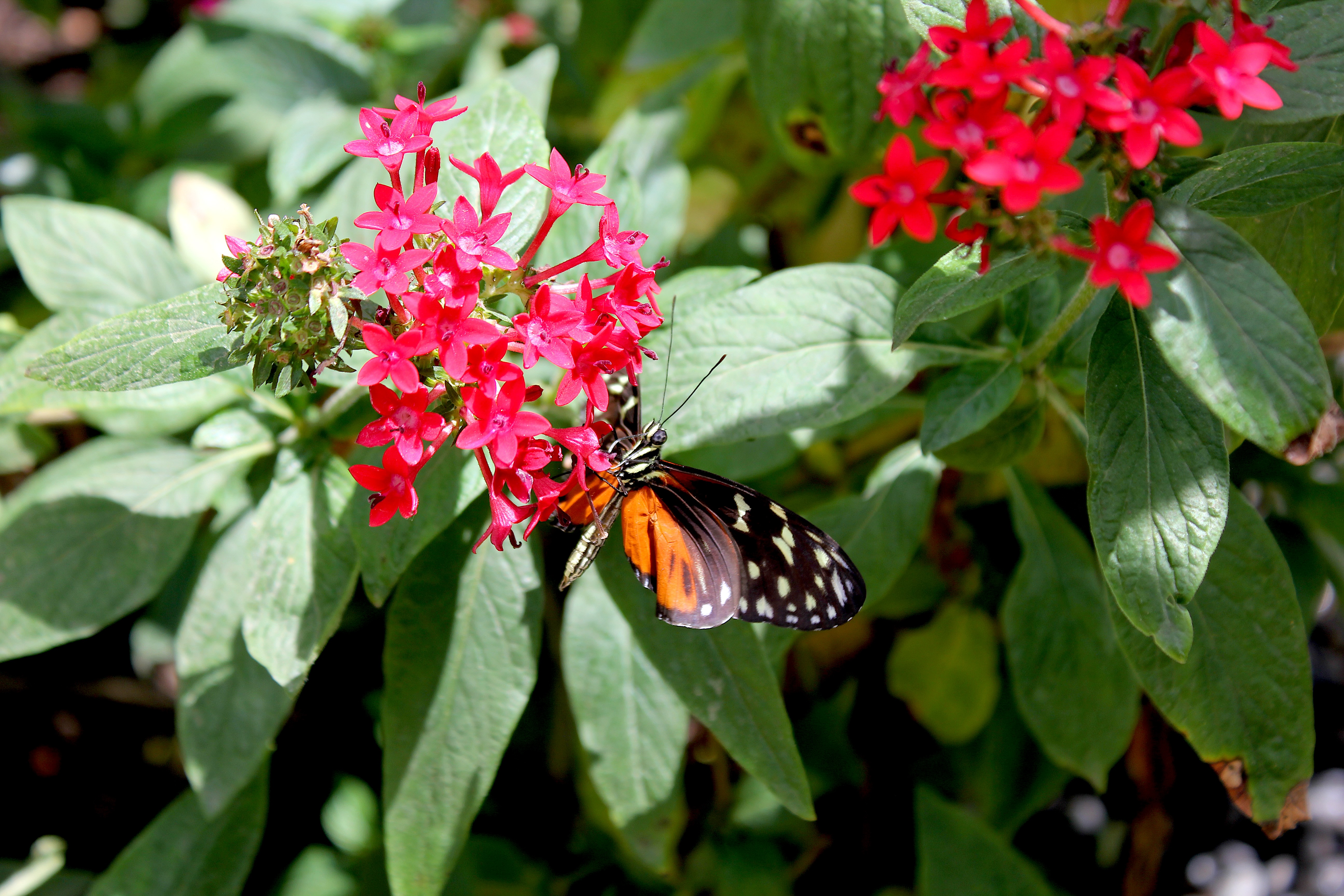 A golden longwing butterfly pictured at âSoarâ at the South...
