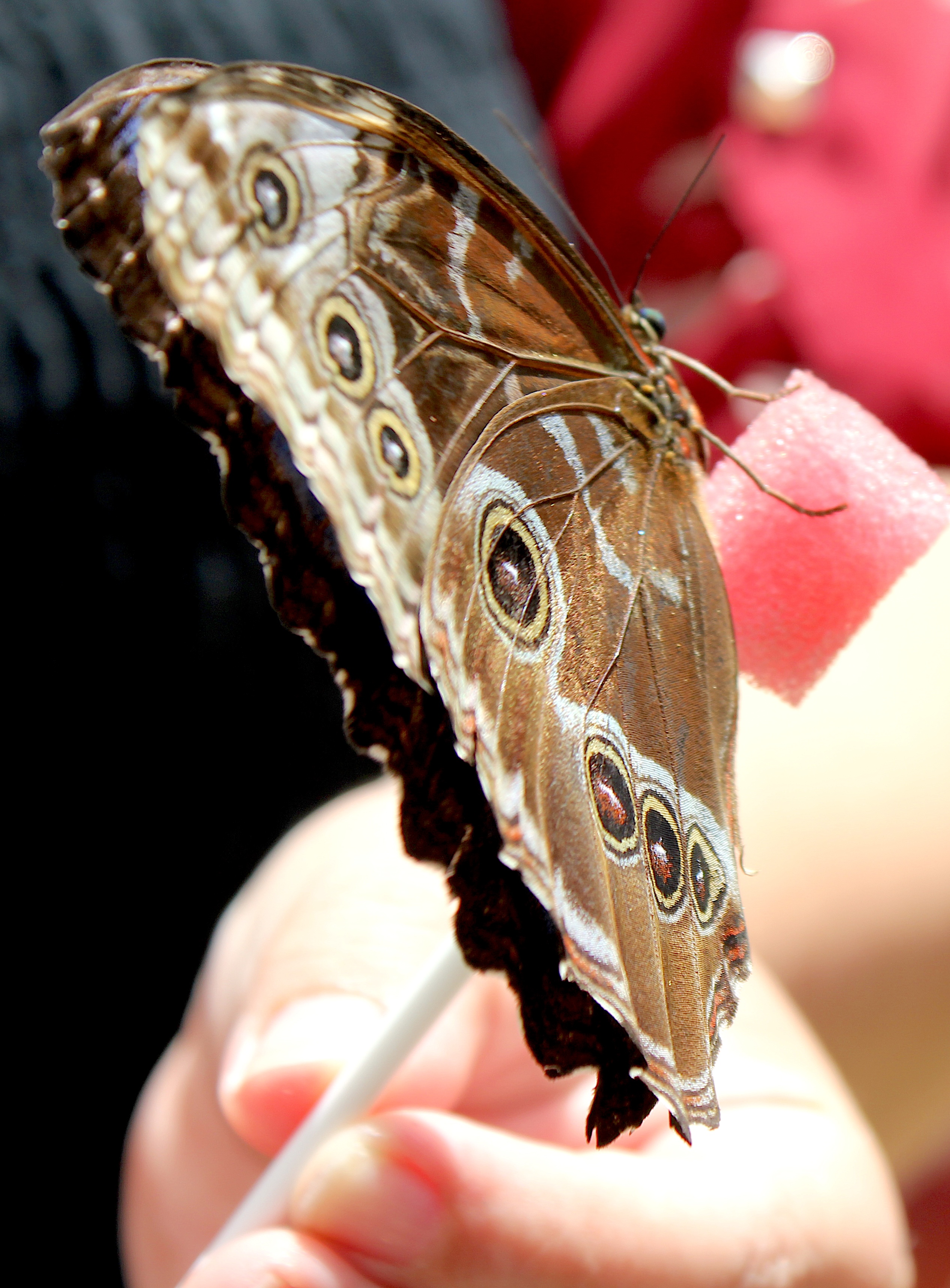 An owl butterfly pictured at âSoarâ at the South Coast...