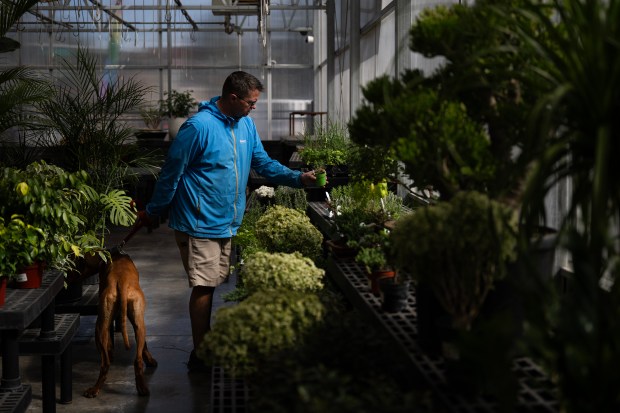 Brett Rutz looks for plants with his ten-month-old Rhodesian Ridgeback, Franky, at Country Fair Garden Center on Thursday, March 5, 2026, in Denver. (Photo by Timothy Hurst/The Denver Post)
