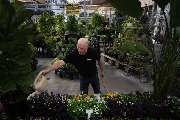 Country Fair Garden Center owner Cade Scholl, who owns the business with his wife Kara Scholl, waters trays of flowers that they received earlier in the morning on Thursday, March 5, 2026, in Denver. (Photo by Timothy Hurst/The Denver Post)