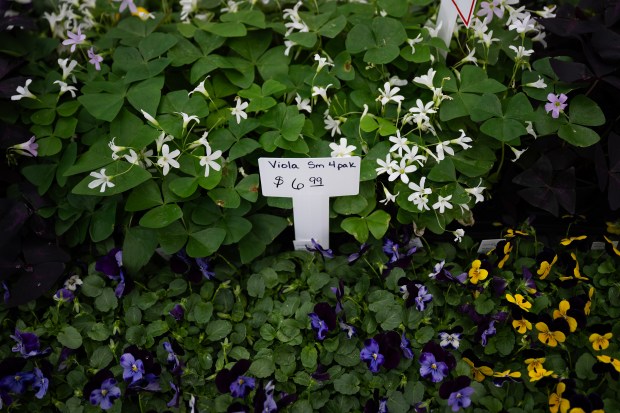 Trays of flowers, including these shamrock plants and violas, are displayed after being received earlier in the day at Country Fair Garden Center on Thursday, March 5, 2026, in Denver. (Photo by Timothy Hurst/The Denver Post)