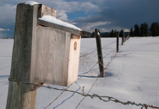 Mountain bluebirds and house wrens readily accept appropriately sized nest boxes. (Getty Images)