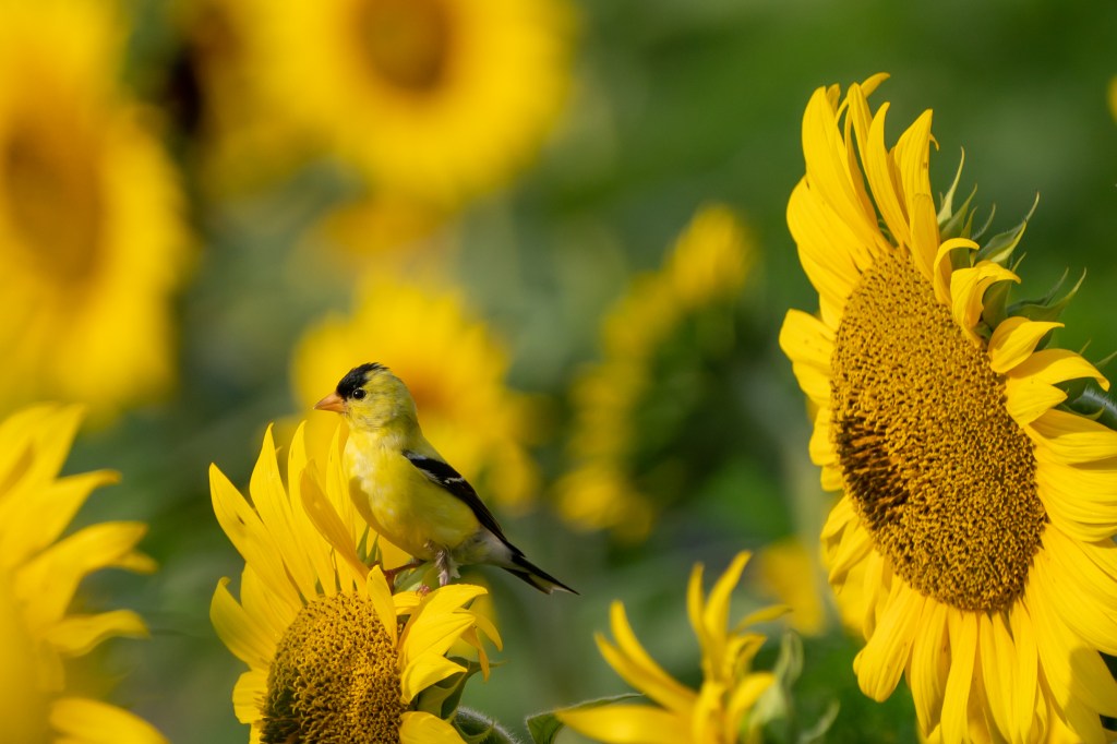 How Colorado gardeners can support our feathered friends How Colorado gardeners can support our feathered friends