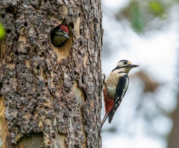 Several species of birds, like this downy woodpecker, nest in tree cavities. (Getty Images)