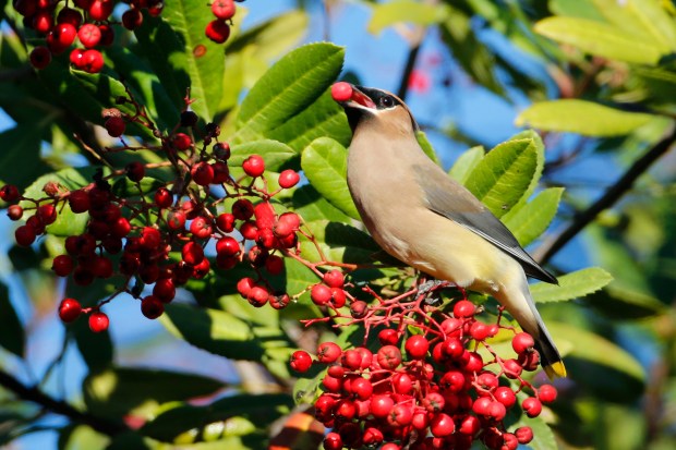 Several trees and shrubs provide necessary food during winter, like berries for this cedar waxwing. (Getty Images)
