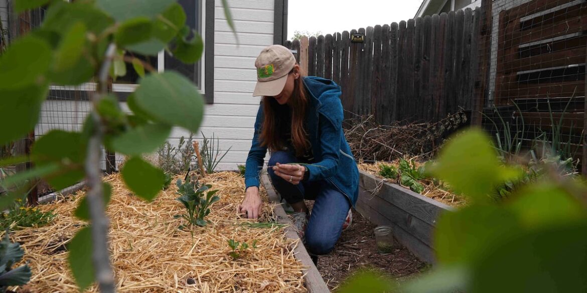 Gardeners beware of contaminated soil risks