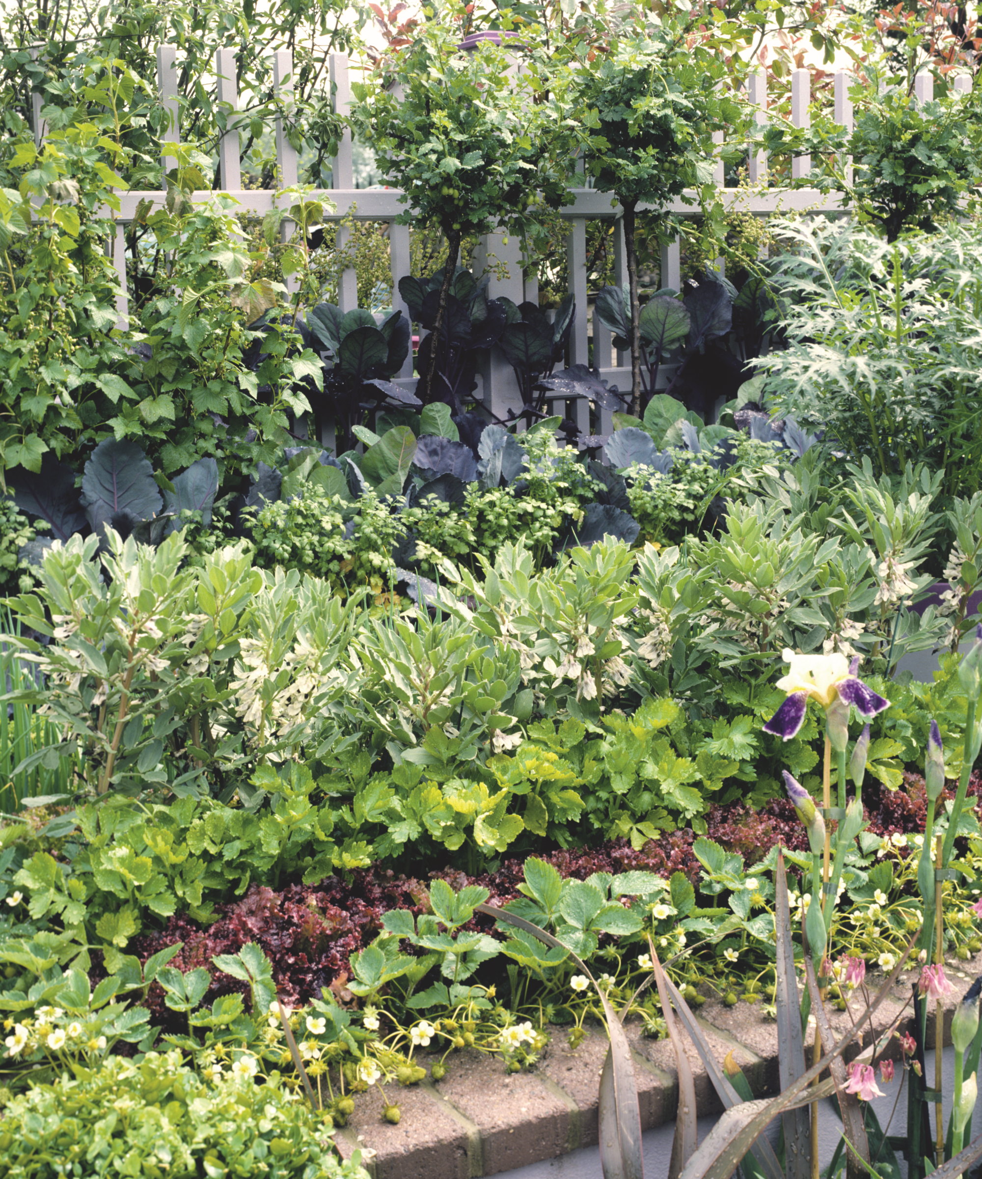 A selection of vegetables, fruit, and flowers growing in a raised bed