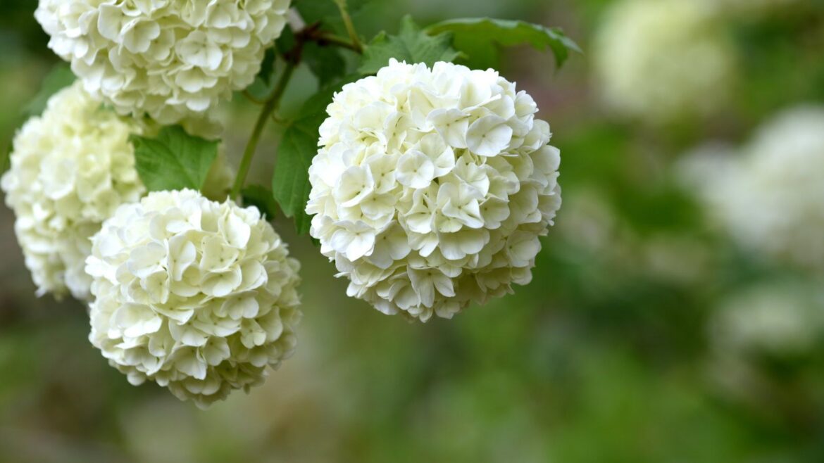 What to Do With Snowball Viburnum in May A close up of a group of spherical white flowers on a snowball viburnum shrub