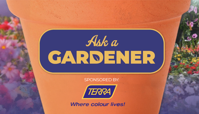 Ask a Gardener: When is the best time to bring plants out? Ask a Gardener: Boxwood alternatives and can you replant safely?