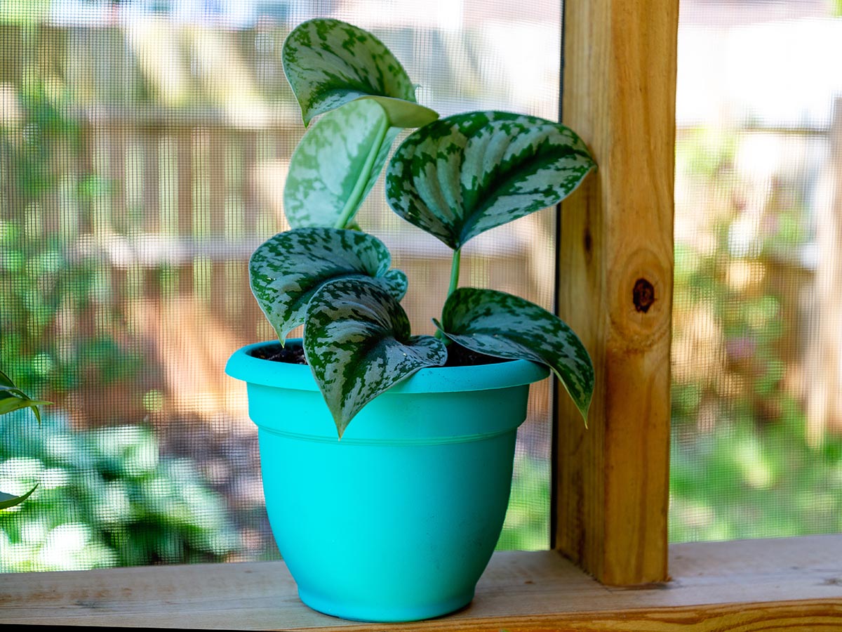 The Bloem Ariana Self-Watering Planter during testing 