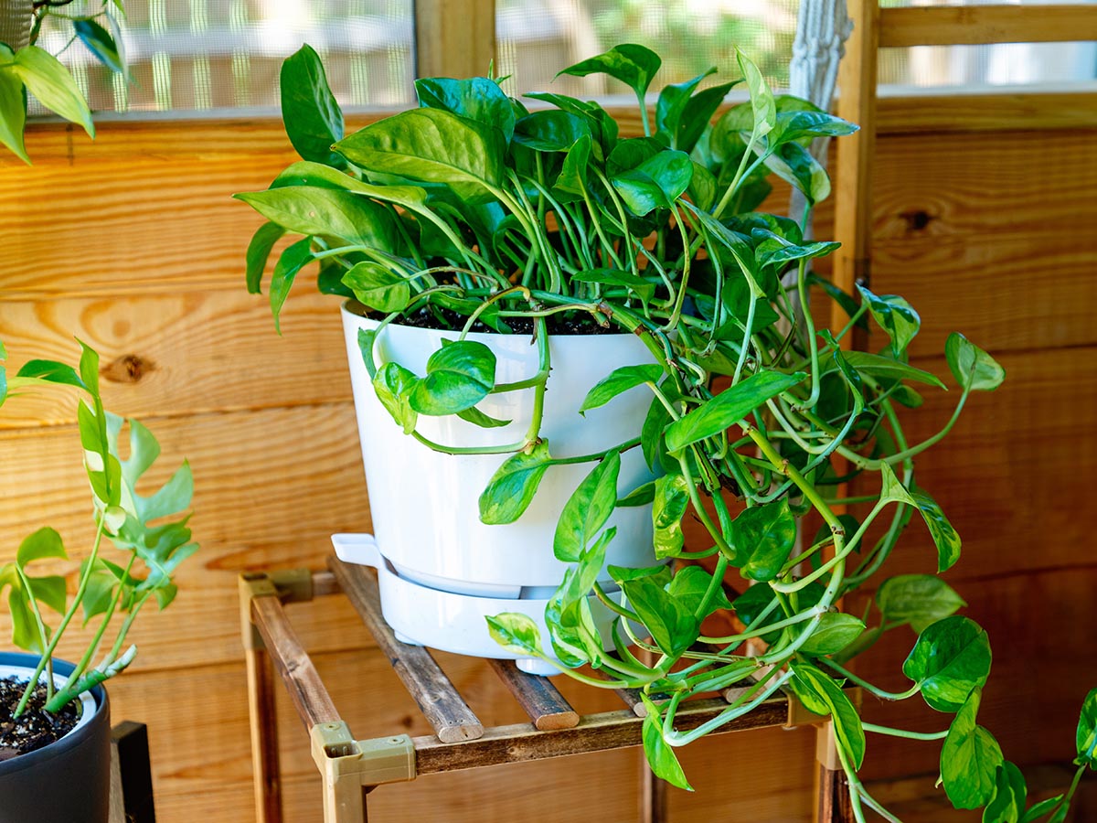 The Best Self-Watering Planter Options