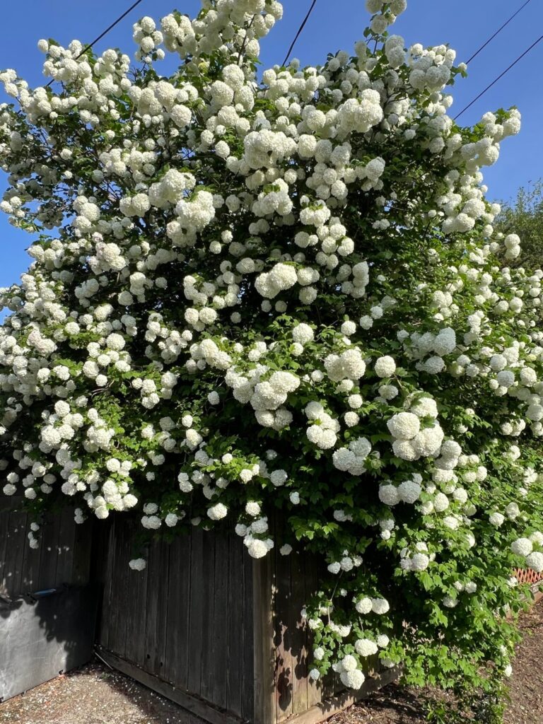 The Viburnum Snowball Bush