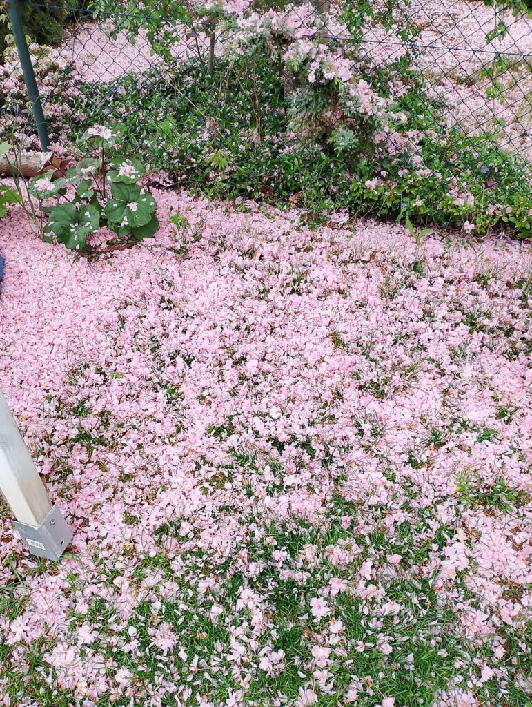 The neighbor's Sakura made a beautiful mess