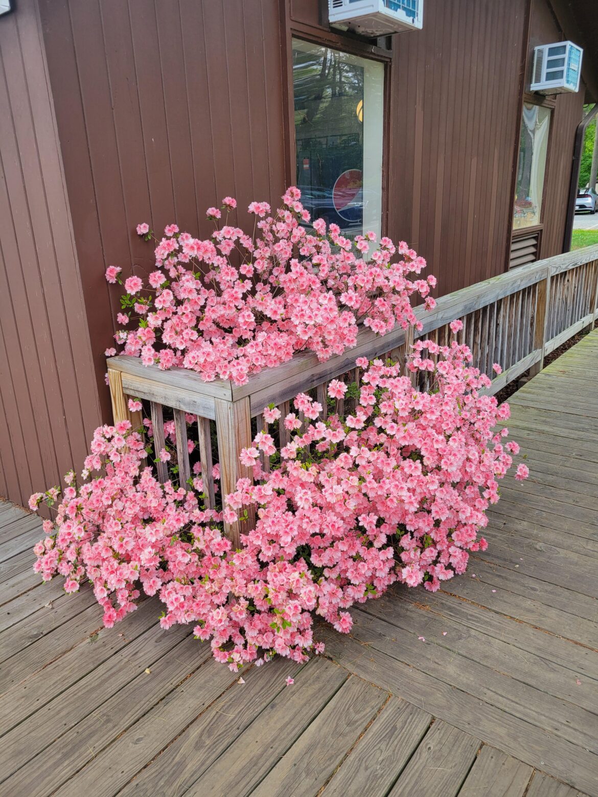 This azalea made me smile