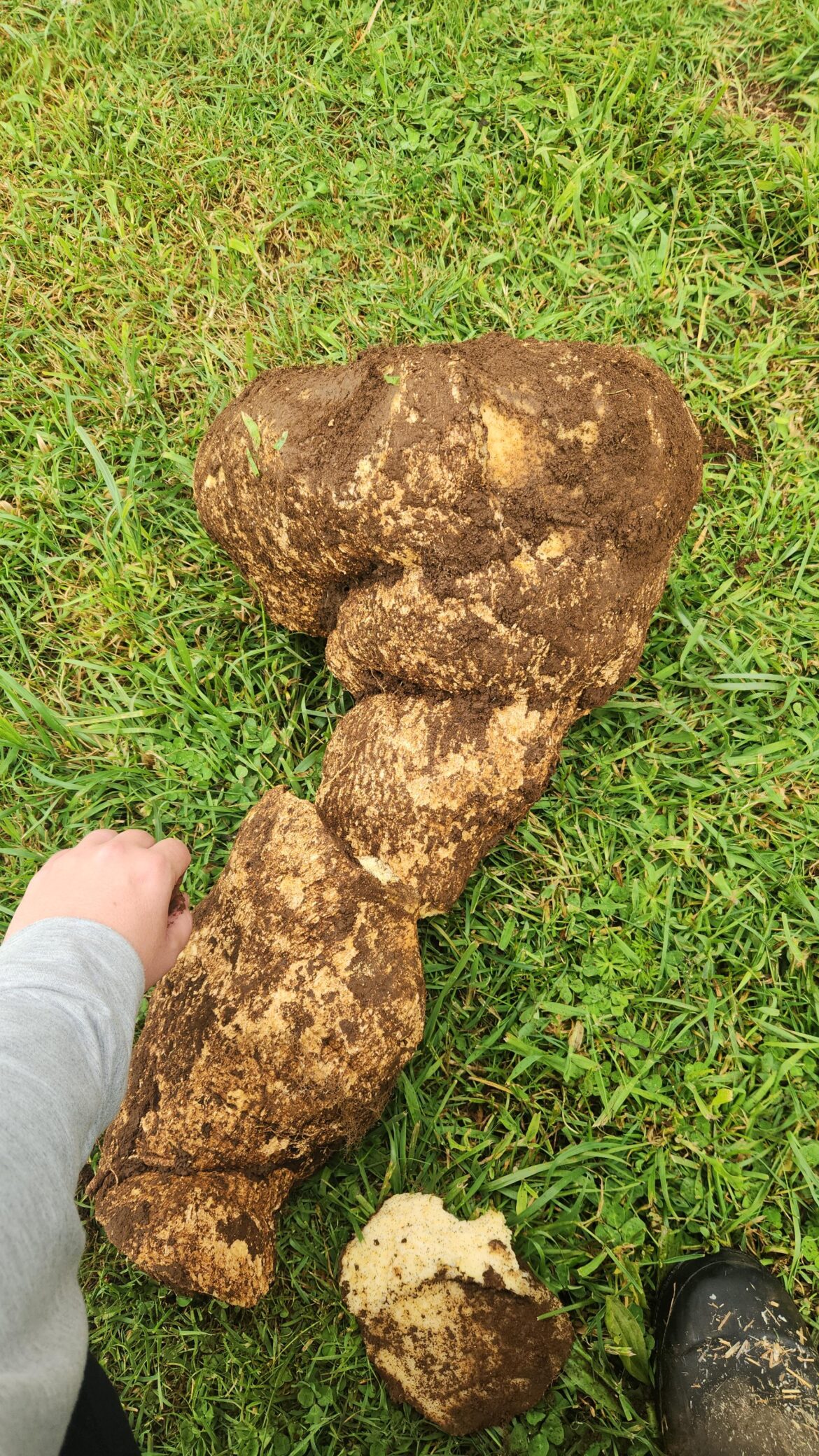 This enormous celery root that I dug up today!