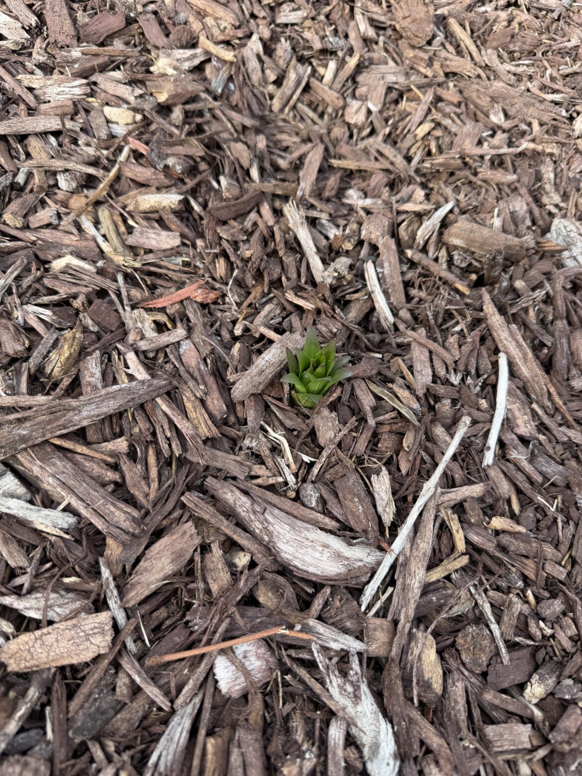 This is my new lily, I planted 30 a month and a half ago and only 1 came up. I proudly showed my husband and he said, “oh shit, that’s not a weed?” He’s been weeding them and feeling proud that he was able to “get the big root bulb out too”