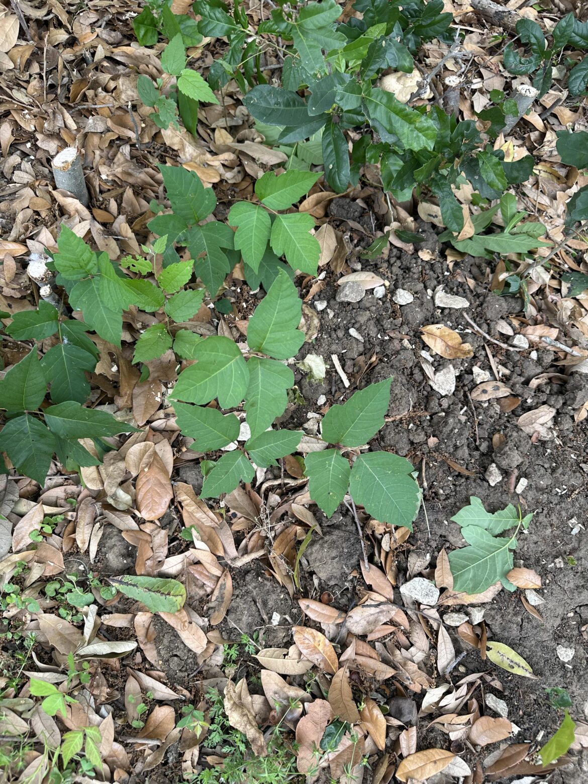 This is poison ivy, isn’t it.