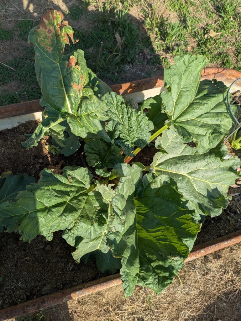 This is why I grow rhubarb