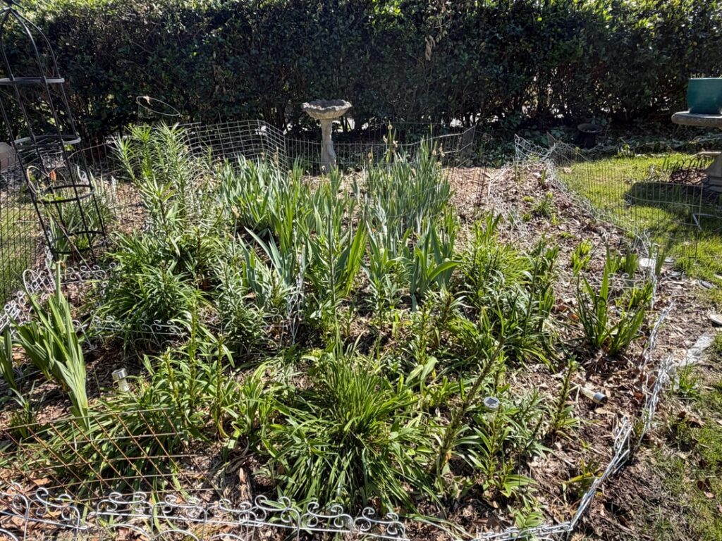 This was the best year for my flowers. Everything was going to blossom. Then my neighbor goats got out. This was the best year for my flowers. Everything was going to blossom. Then my neighbor goats got out.