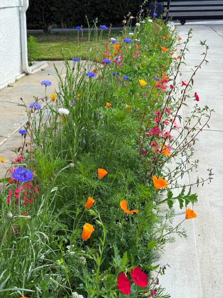 Three months in, so happy with my pollinator strip! Three months in, so happy with my pollinator strip!