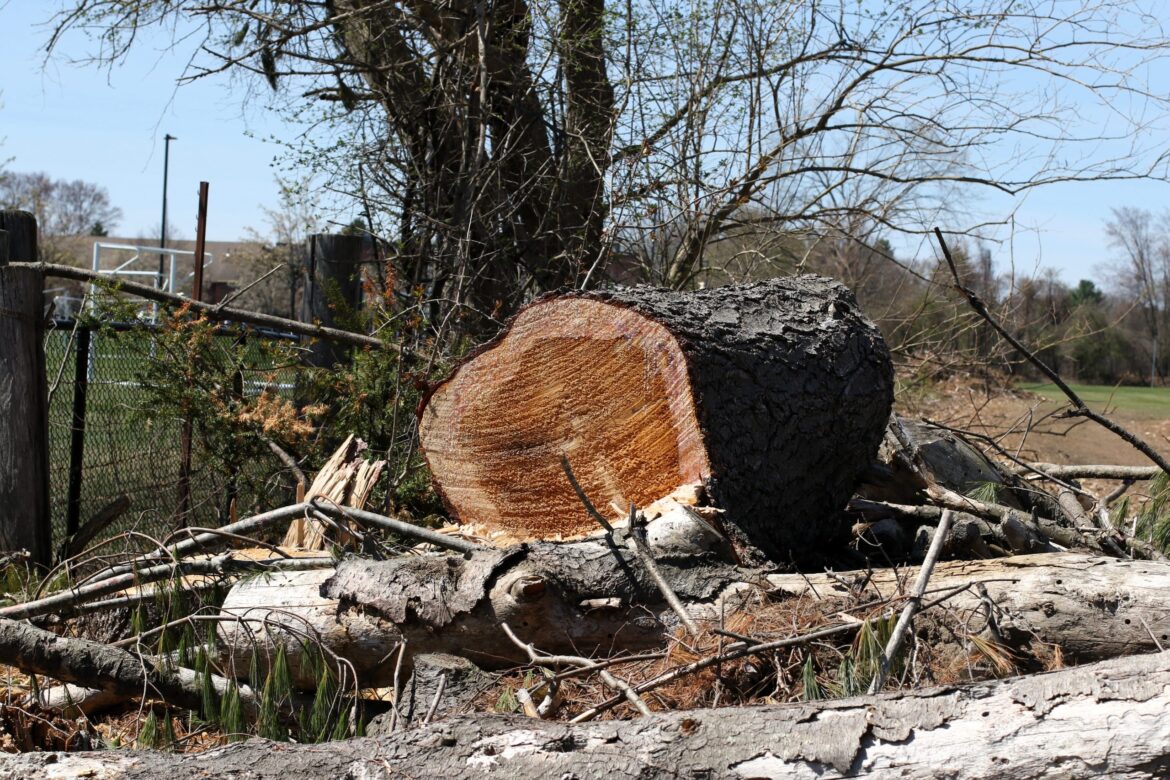 Concord residents mourn Memorial Field tree removal Concord residents mourn Memorial Field tree removal