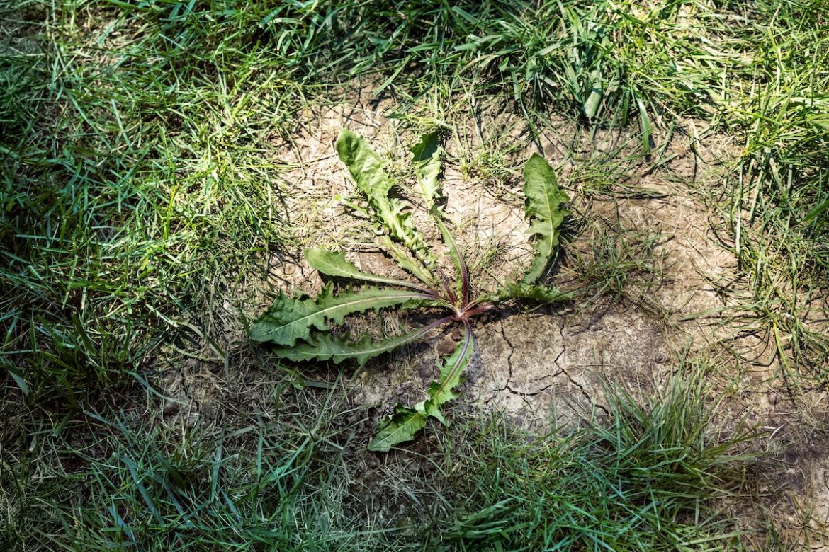 The Lawn Care “Tricks” Homeowners Are Using to Get Rid of Weeds This Spring The Lawn Care “Tricks” Homeowners Are Using to Get Rid of Weeds This Spring