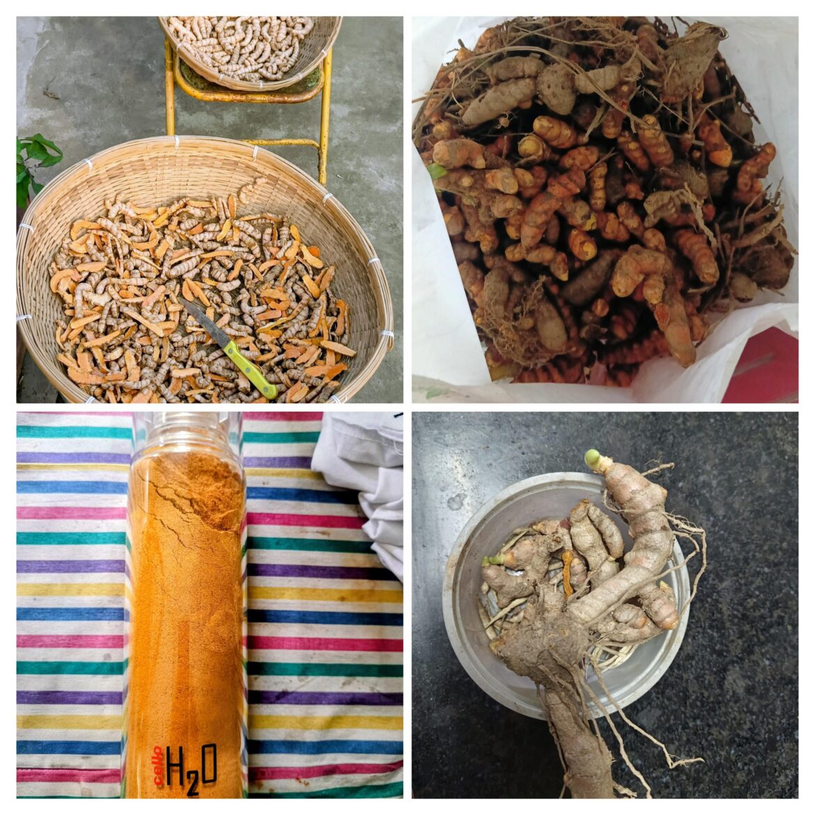 Turning my 6 Kg turmeric rhizomes harvested this year into 1.5 Kg turmeric powder!!! 🥳🥳🥳