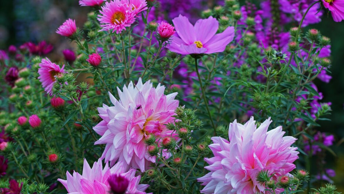 The Best Cut Flowers To Plant In May: 7 Beautiful Blooms flower bed in summer with pink dahlias, pink cosmos and pink asters