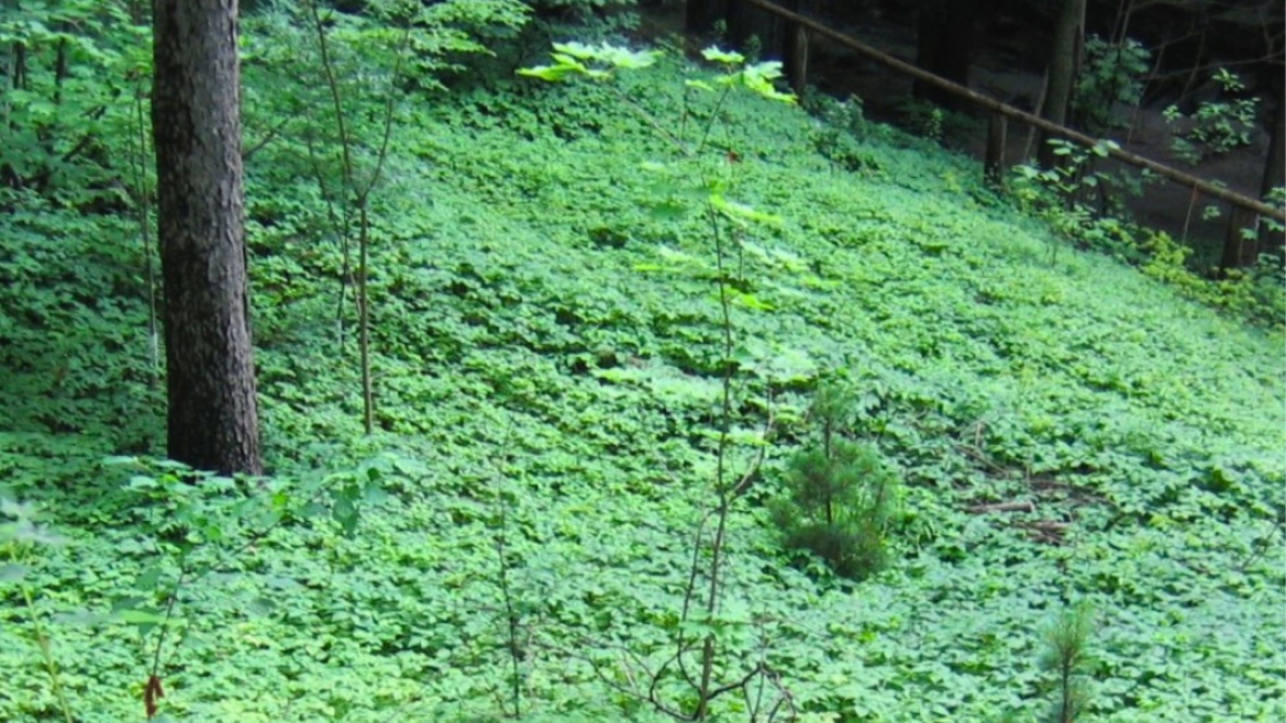 This invasive plant has escaped Canadian gardens