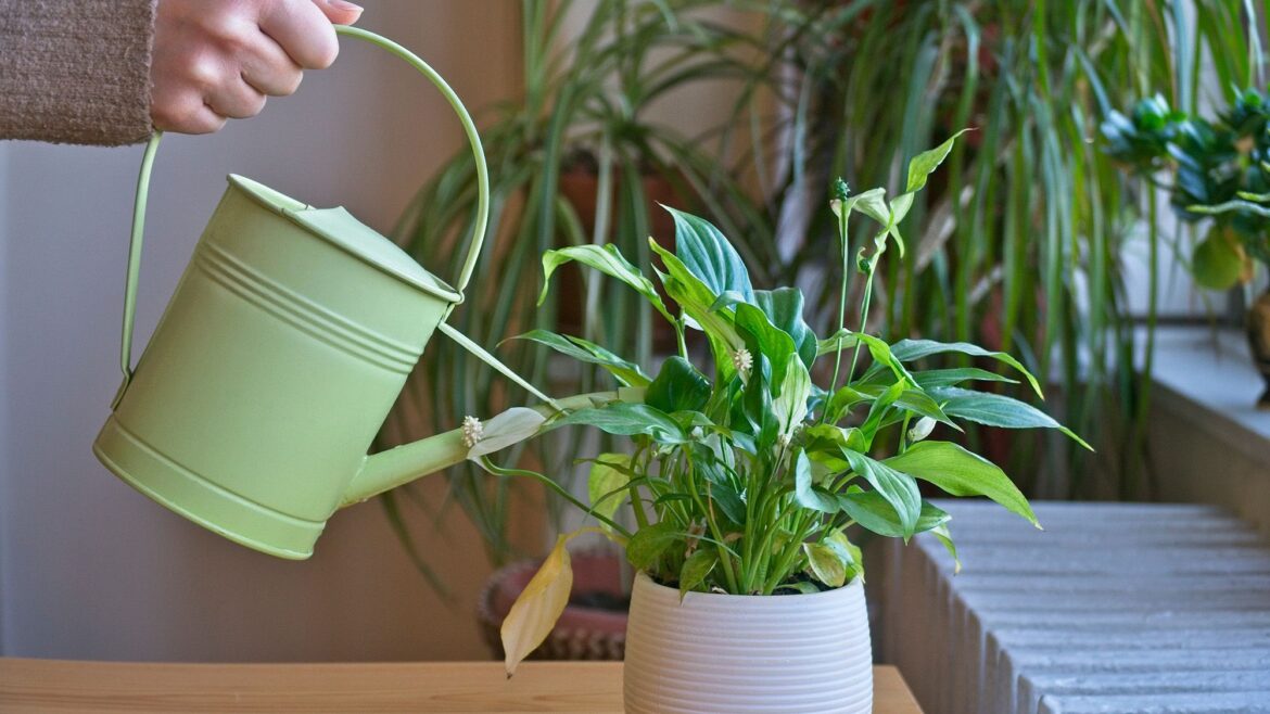 Peace lily not blooming? This secret kitchen scrap will help it flower Peace lily not blooming? This secret kitchen scrap will help it flower