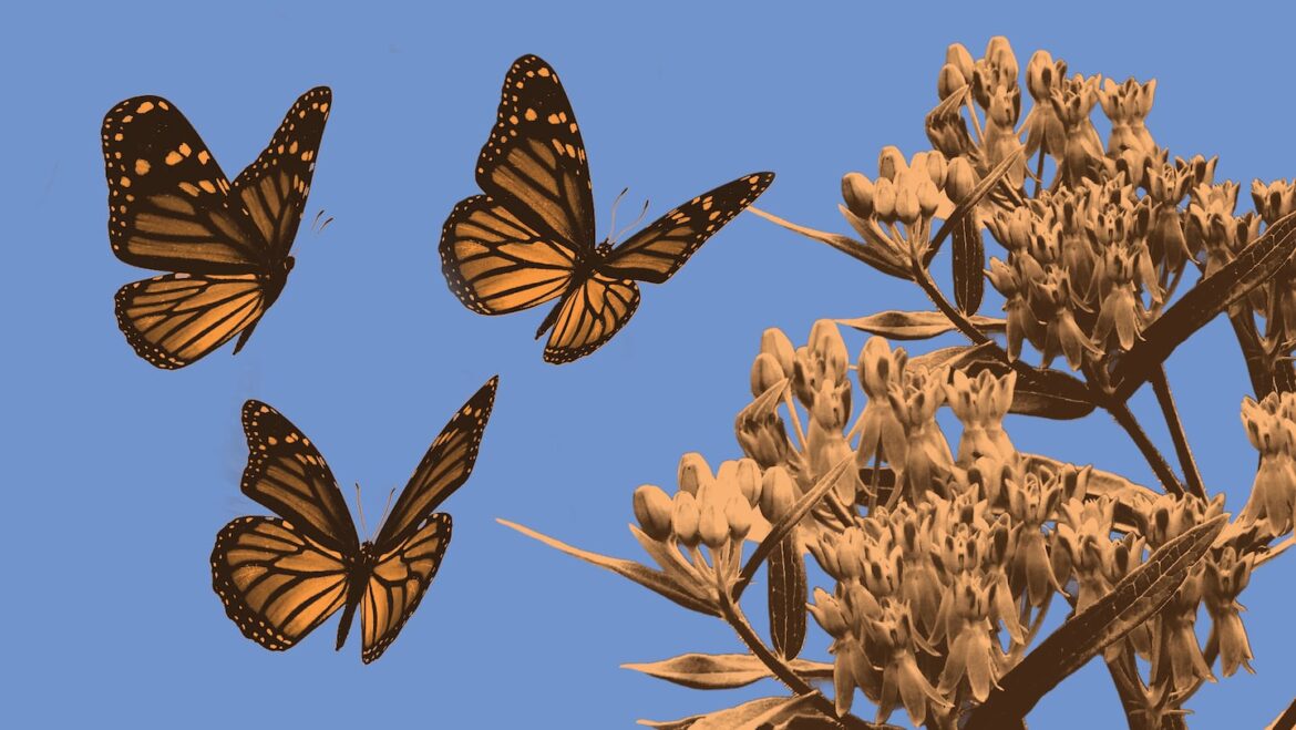 Lawns, weeds, and bringing birds back to your yard An illustration showing three butterflies flying toward a yellowish plant. The image is set on a sky blue background.