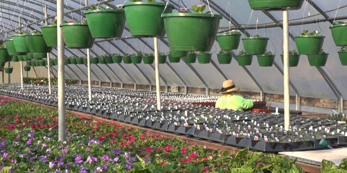Grown Here at Home: Planting tips for gardeners Grown Here at Home: Planting tips for gardeners