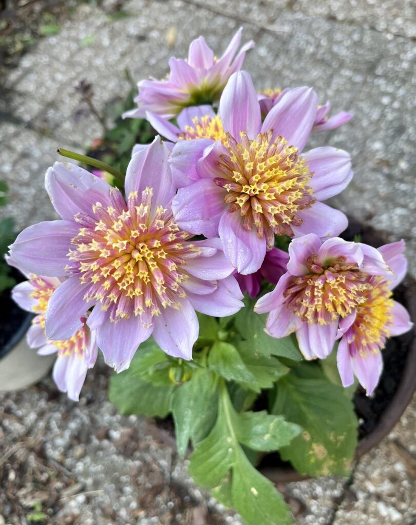 I couldn’t pass up these flowers! My first Dahlia plant