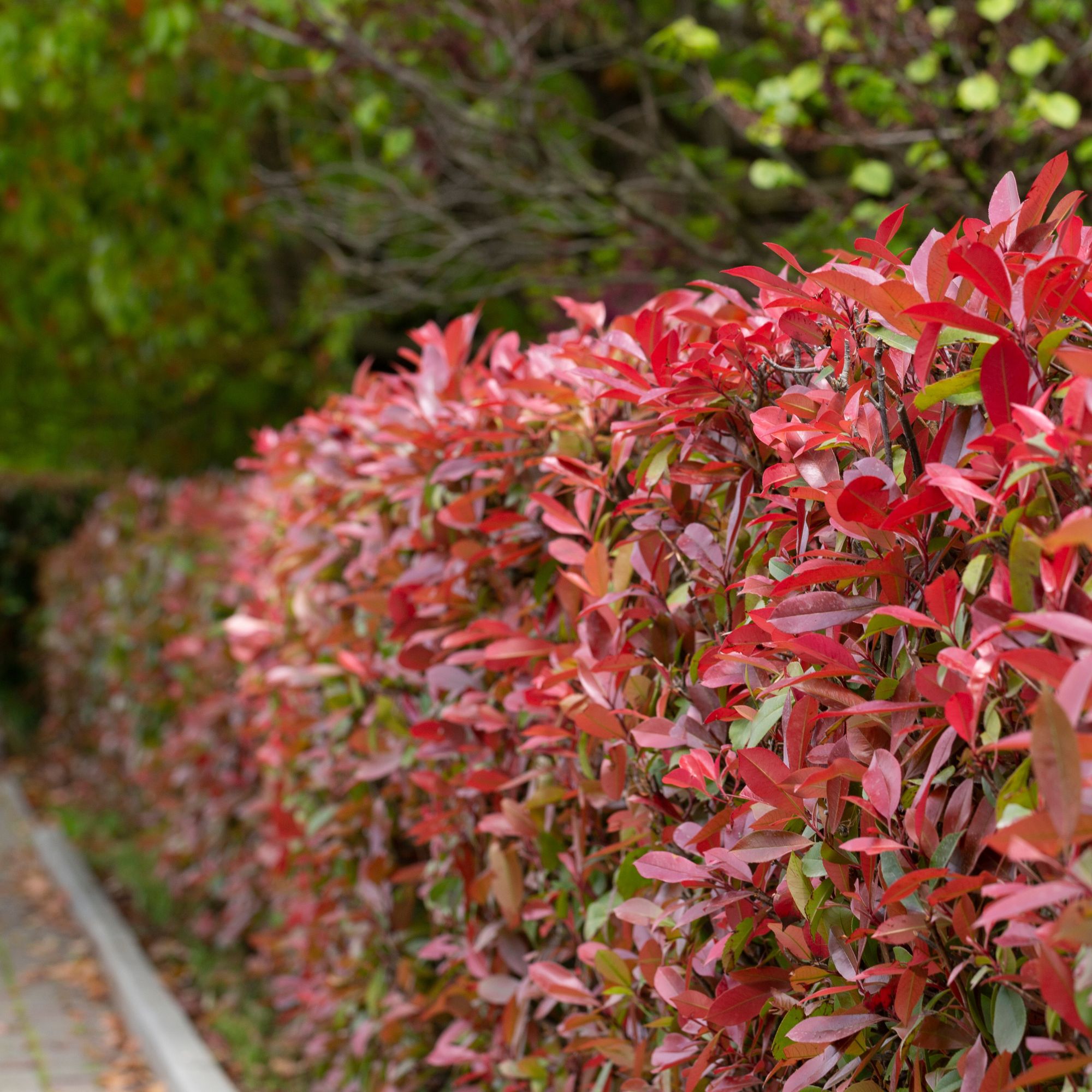 red robin plant garden screening