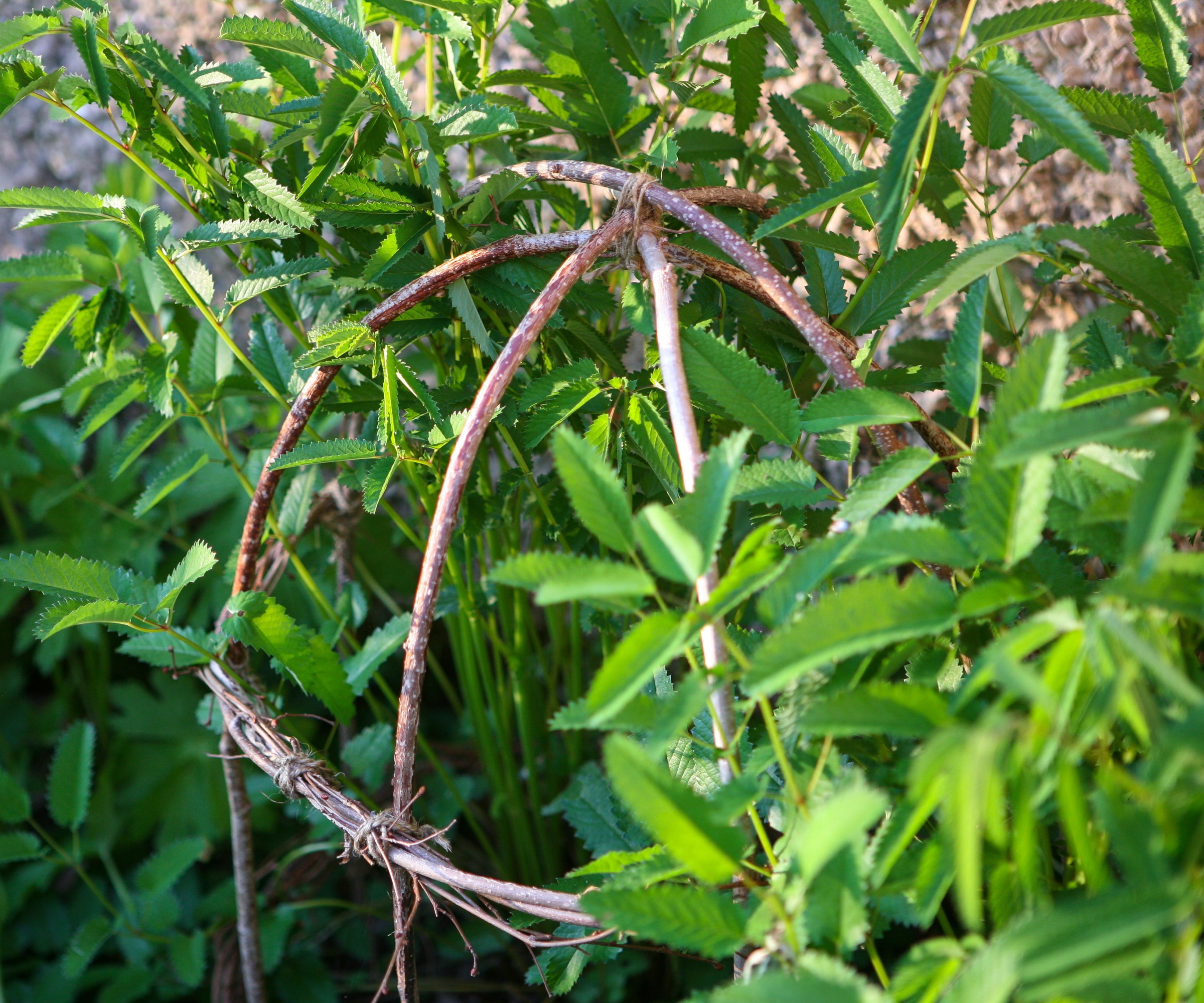 Hazel plant support in garden border