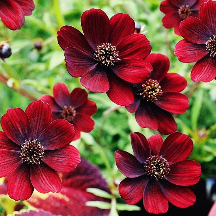 1000+ Cosmos Atrosanguineus Flower Seeds for Planting Outdoors Attract Bees &amp; Butterflies