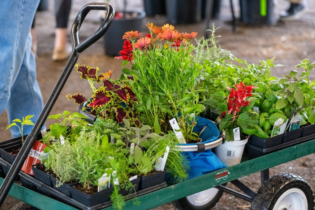Montgomery County Master Gardener plant sale set for May 16 – The Mercury Montgomery County Master Gardener plant sale set for May 16 – The Mercury