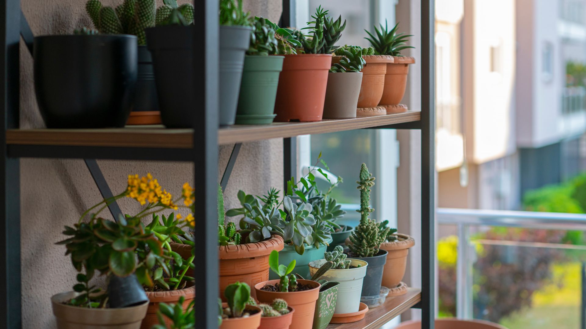 picture of plants pots on shelves on a balcony