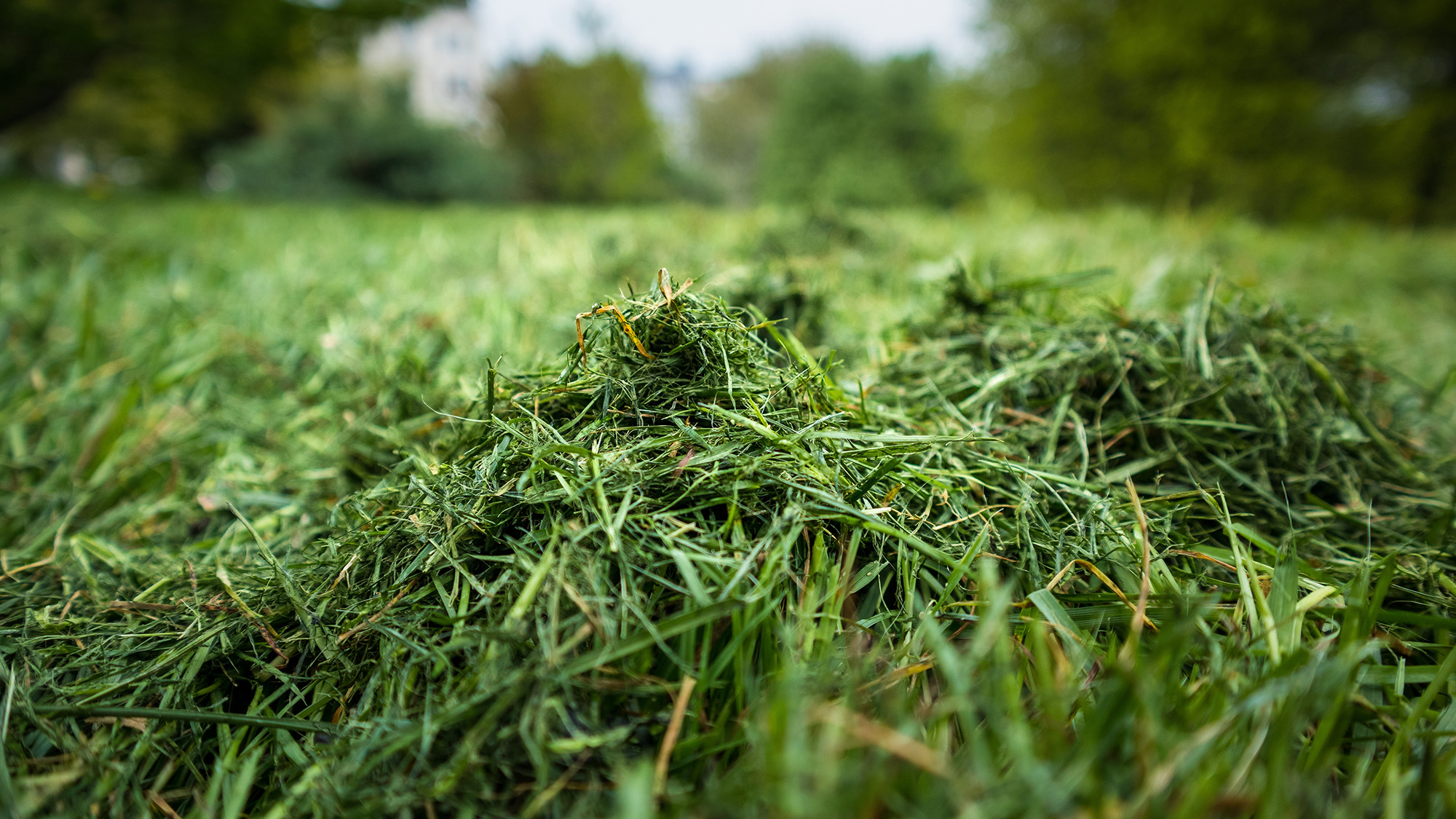 Lawn clippings